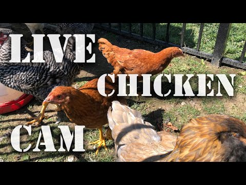 Live Streaming Chicken ? Coop Cam – Where YOU Can Feed Us Online! – Wildlife Nature Camera