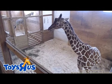Animal Adventure Park’s April the Giraffe – Live Birth – Archive footage