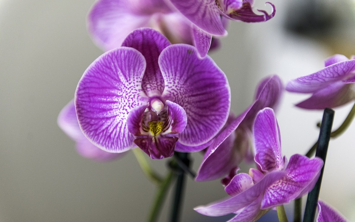 Ecco 3 consigli di come curare le orchidee
