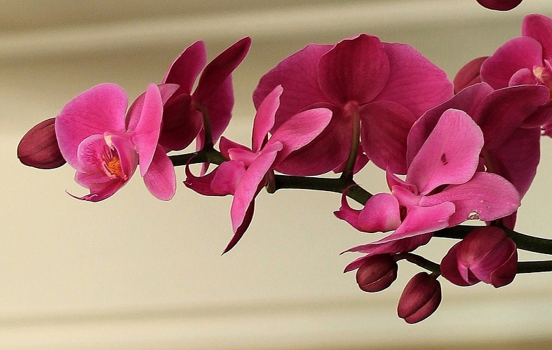 Ecco 3 consigli di come curare le orchidee