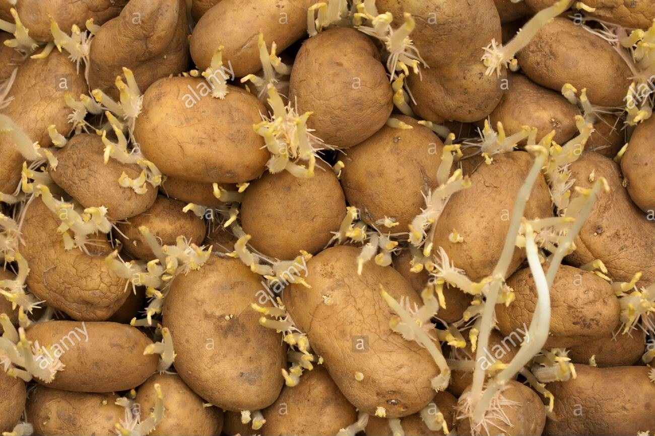 patate-germogliate