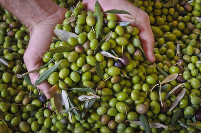 olive tutti i giorni
