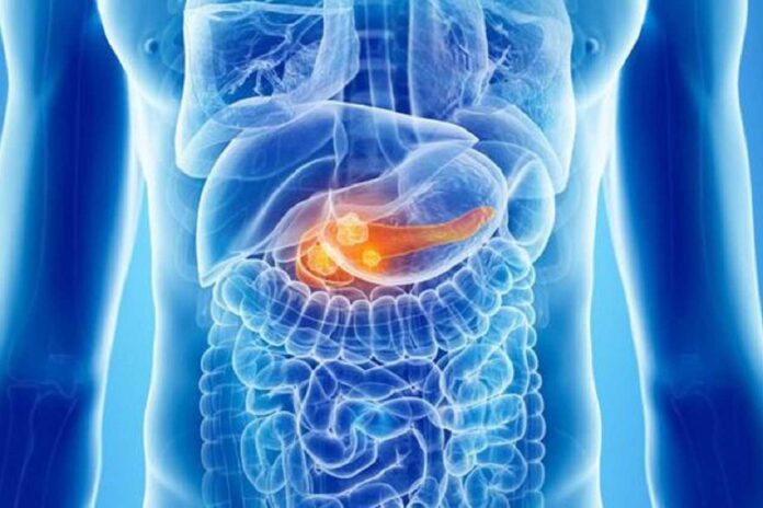 pancreas ortaggio