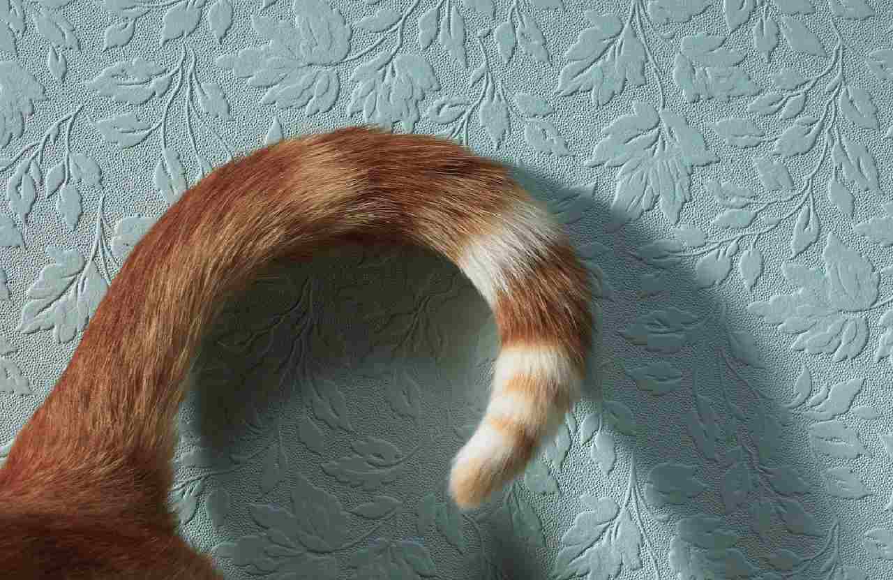 gatti coda