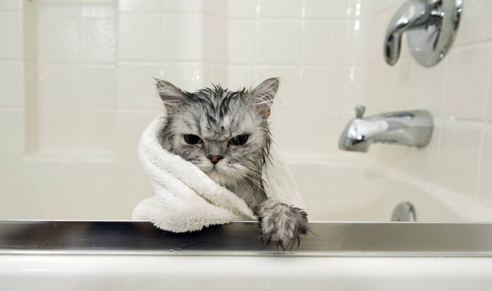 lavare gatto