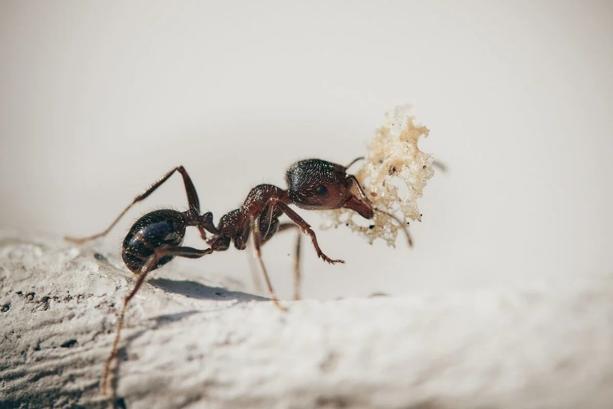 Stanco delle formiche? Avvicina questo animale e le mangerà