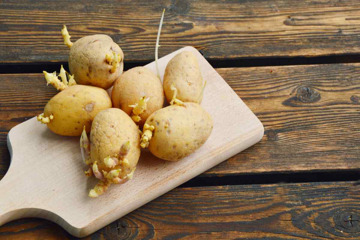 Ecco cosa fare con i germogli delle patate: coltivazione biologica