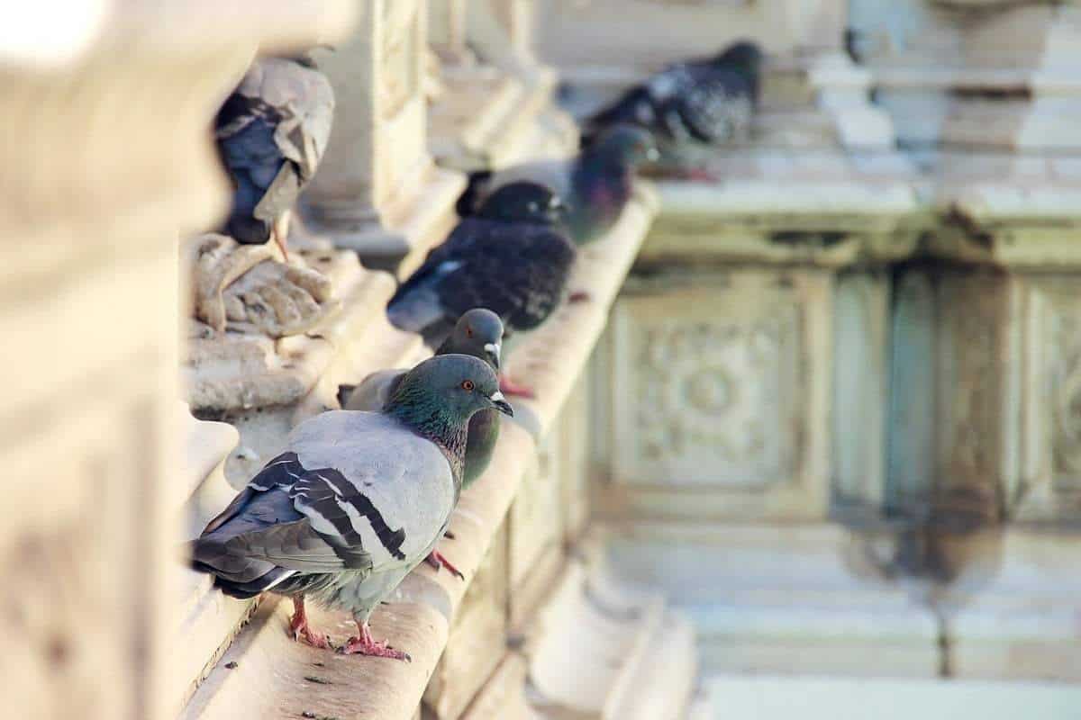 Come eliminare il problema degli escrementi dei piccioni sul balcone