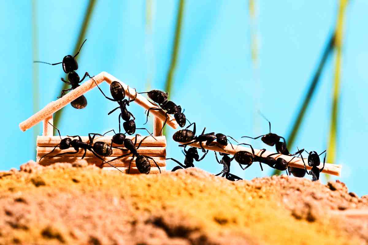 Ecco il metodo naturale per allontanare le formiche
