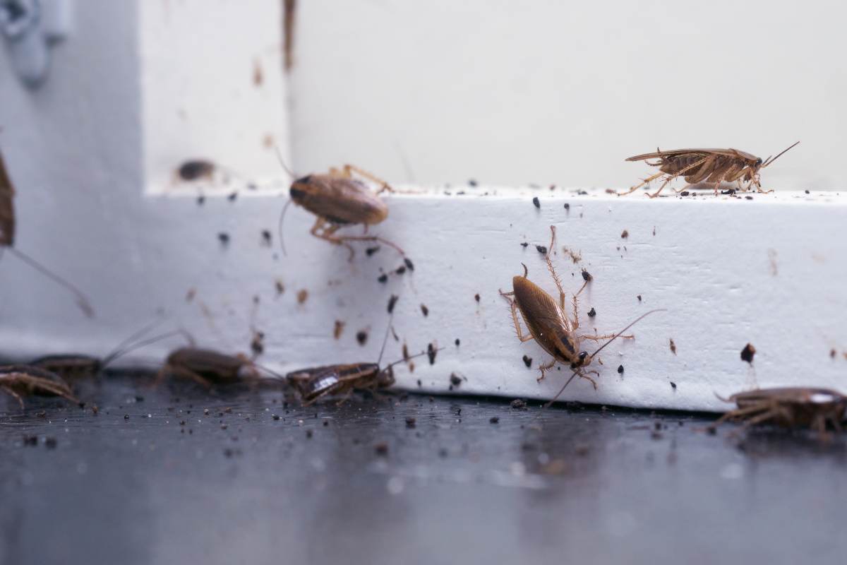 Se vuoi allontanare gli insetti da casa tua, esiste un metodo ben preciso