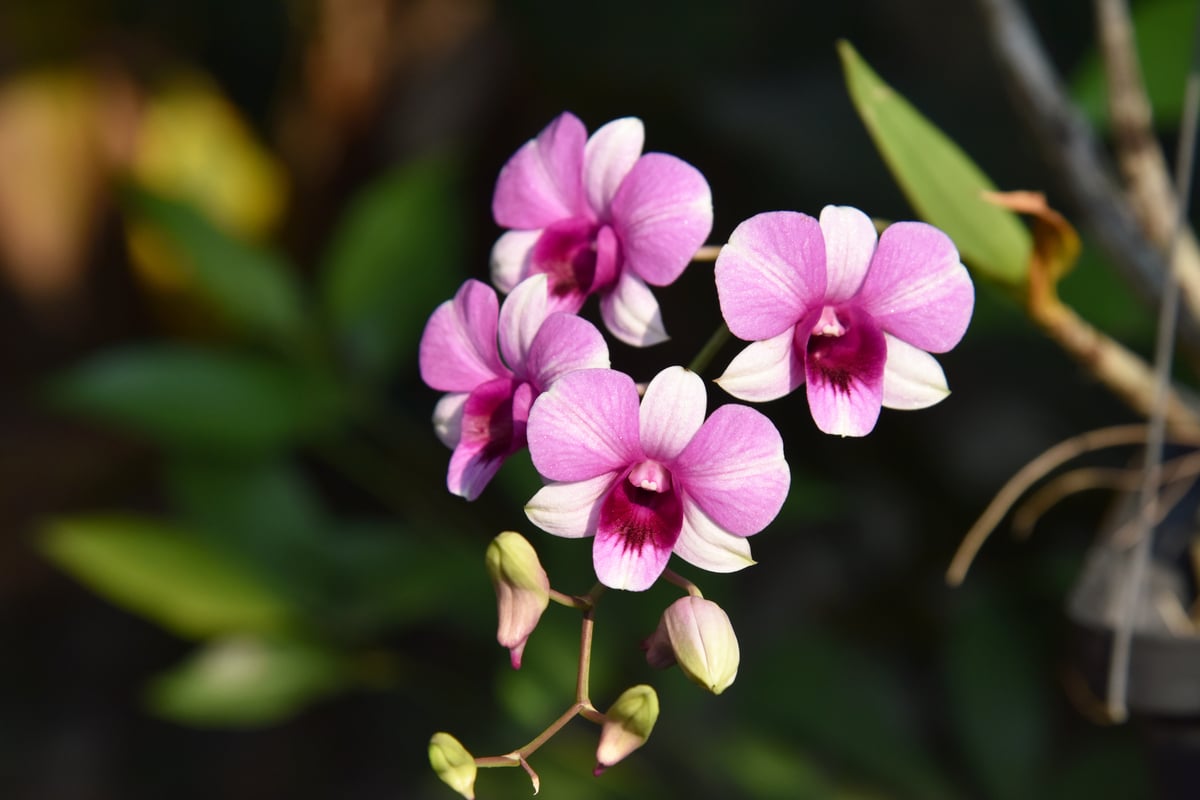 Orchidea dendrobium