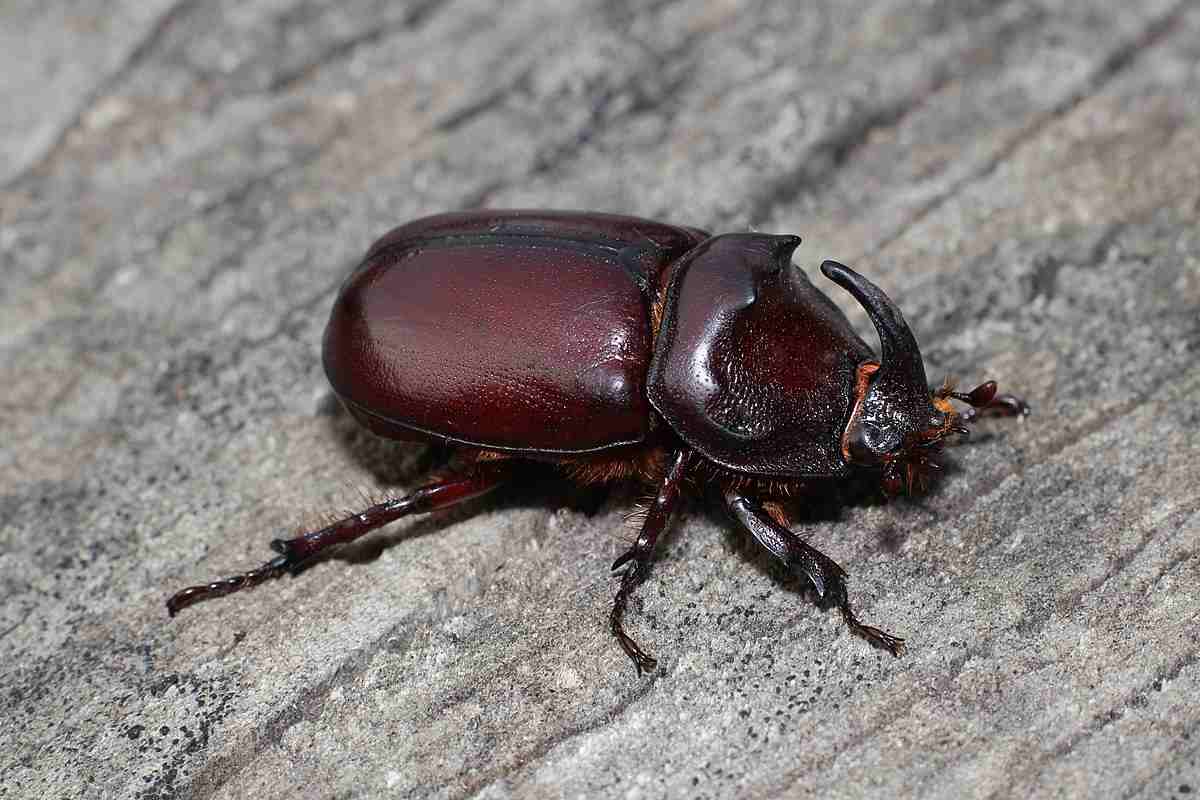 Gli scarabei vengono dalle fogne come gli scarafaggi? ecco cosa non sapevi
