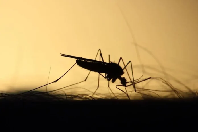 Scopri perché le zanzare pungono proprio te e come risolvere