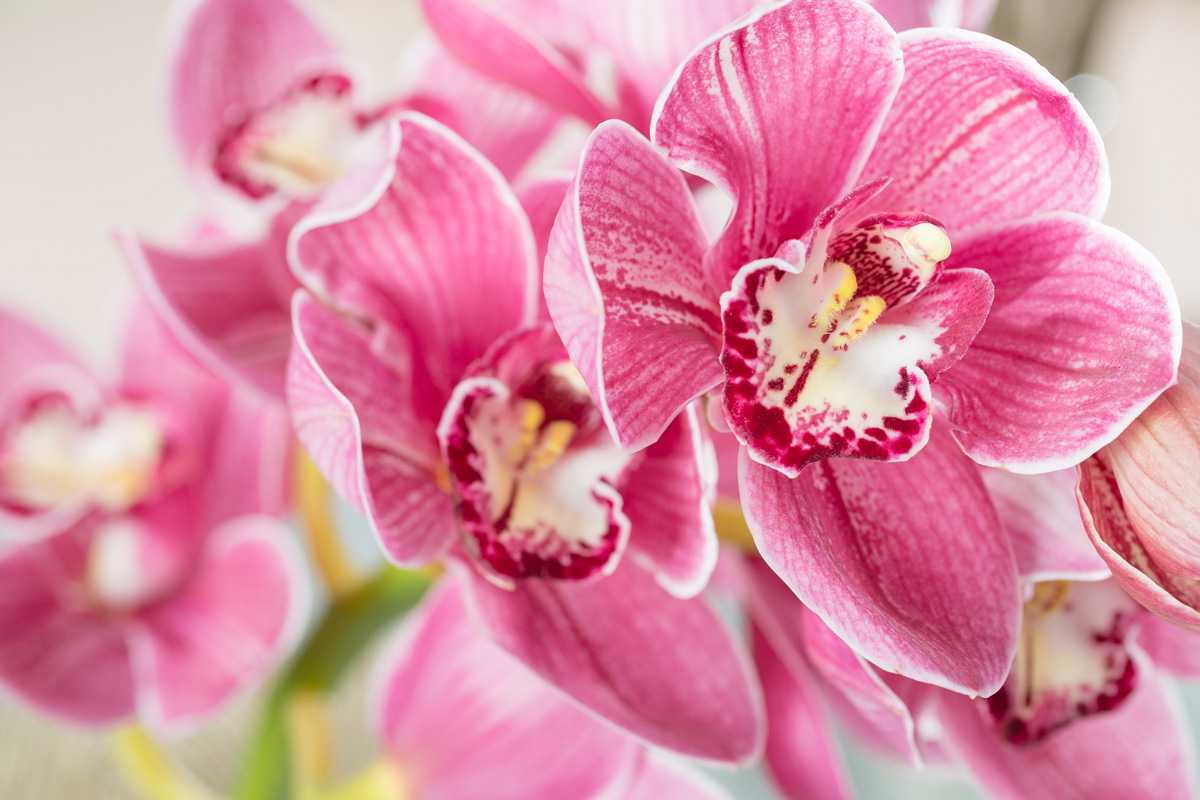 Ecco come curare le tue orchidee: impara questi trucchi per sempre