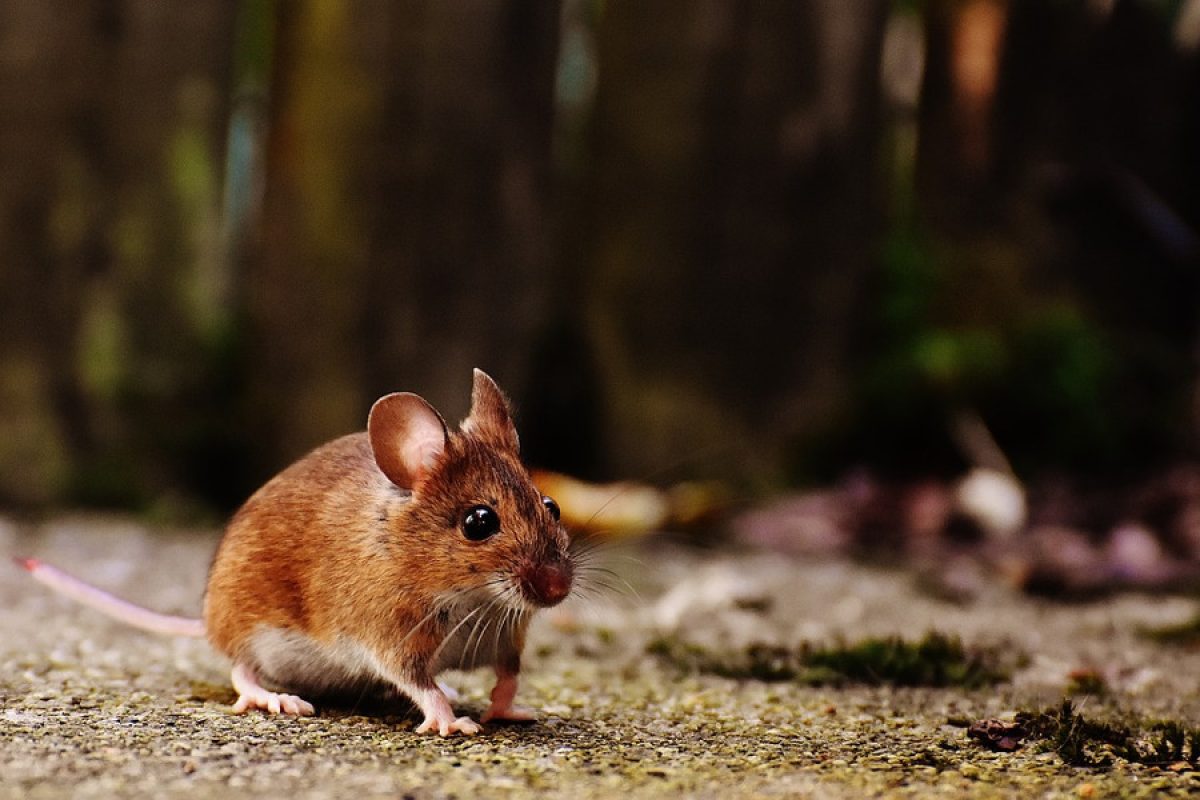 I topi da giardino sono pericolosi? Ecco come comportarsi