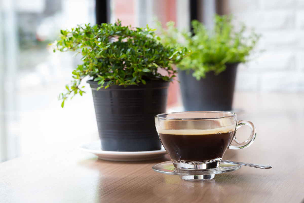 Annaffiare le tue piante con una tazza di caffè: il segreto rivoluzionario