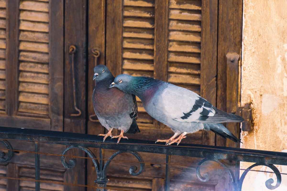I piccioni portano malattie: ecco come allontanarli dal balcone