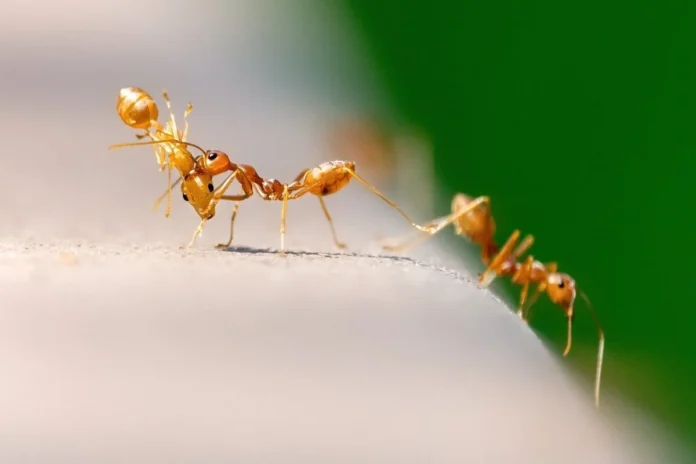 Le formiche odiano queste cose, falle e ti libererai di loro