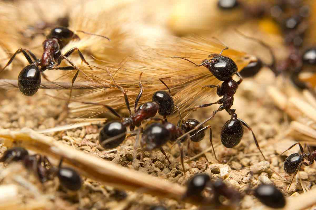Se hai troppe formiche in casa può significare che hai una colonia: ecco cosa fare