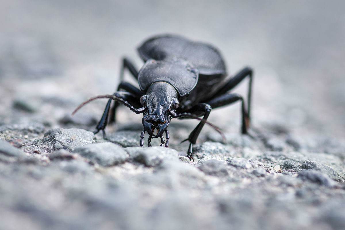 Perché gli scarafaggi entrano in casa? Nessuno lo sapeva