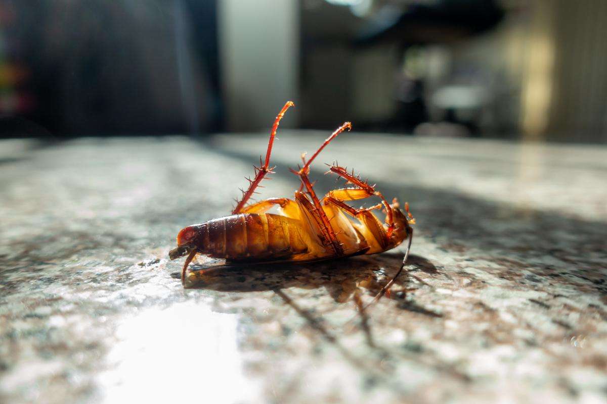 Perché gli scarafaggi sono difficili da schiacciare? Verità "shock"