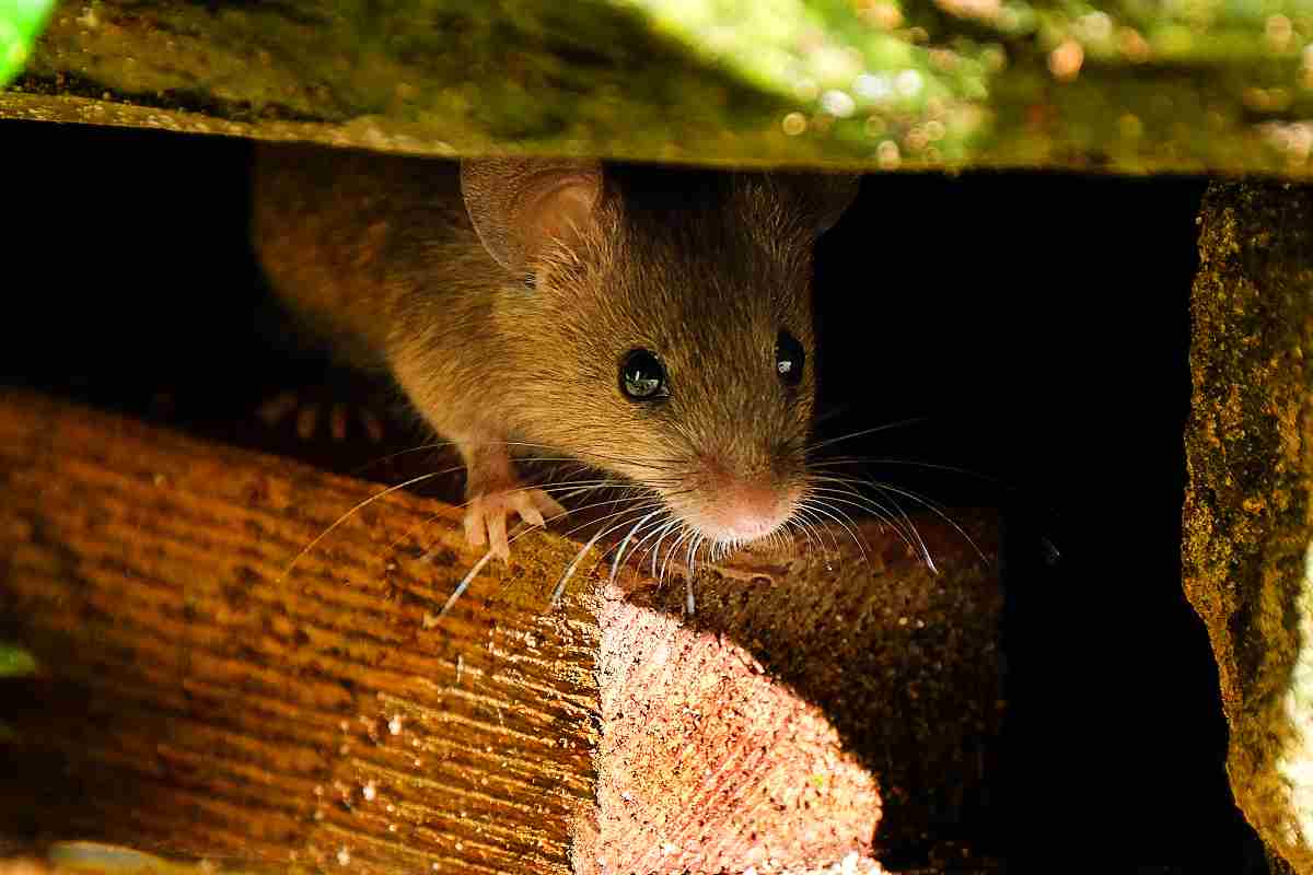 Si possono allontanare i topi con gli ultrasuoni? ecco la verità
