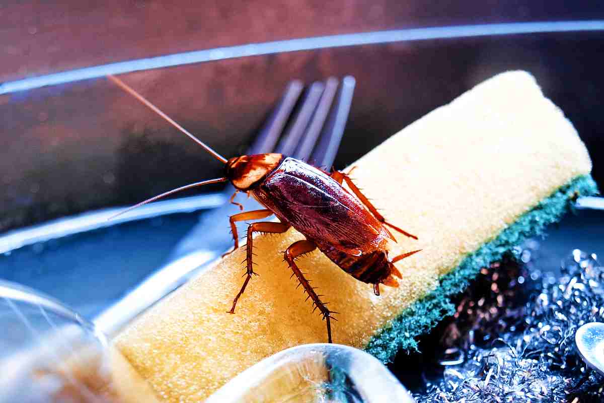 Stop scarafaggi: il metodo per cacciarli da casa senza disinfestazione