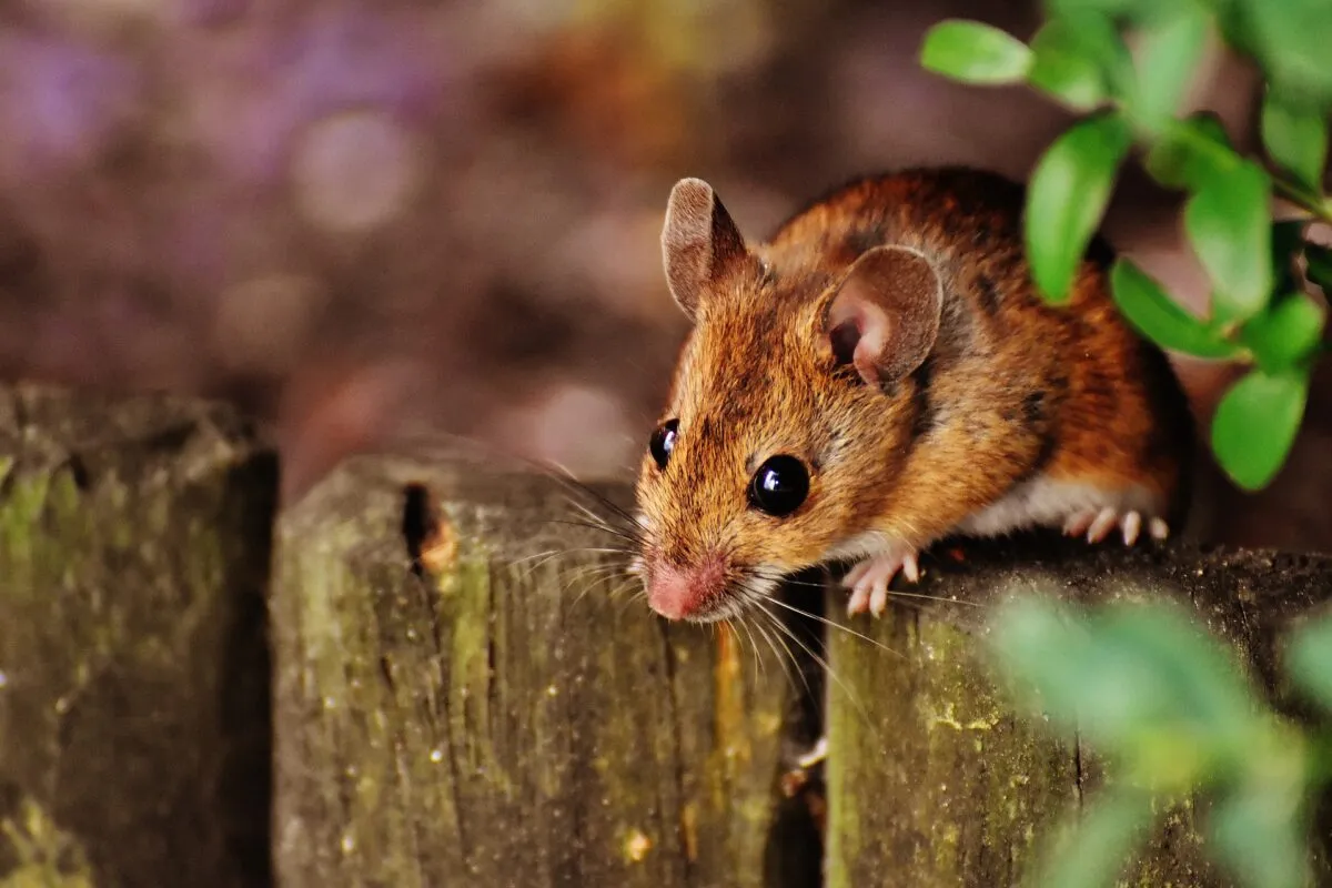 Ecco cosa fare contro i topi in giardino: allontanali in modo naturale così