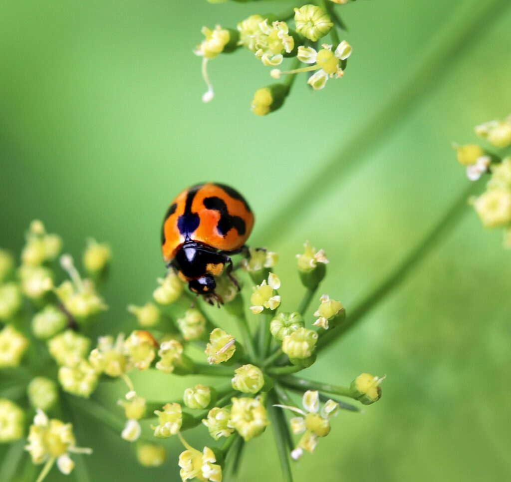 La coccinella non è l’unica alleata del giardino: scopri gli altri insetti utili