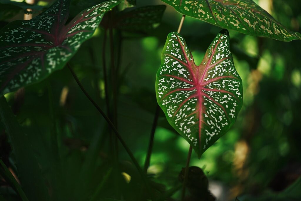 Il tuo Caladium ha le foglie trasparenti? Ha preso troppo sole diretto, spostalo
