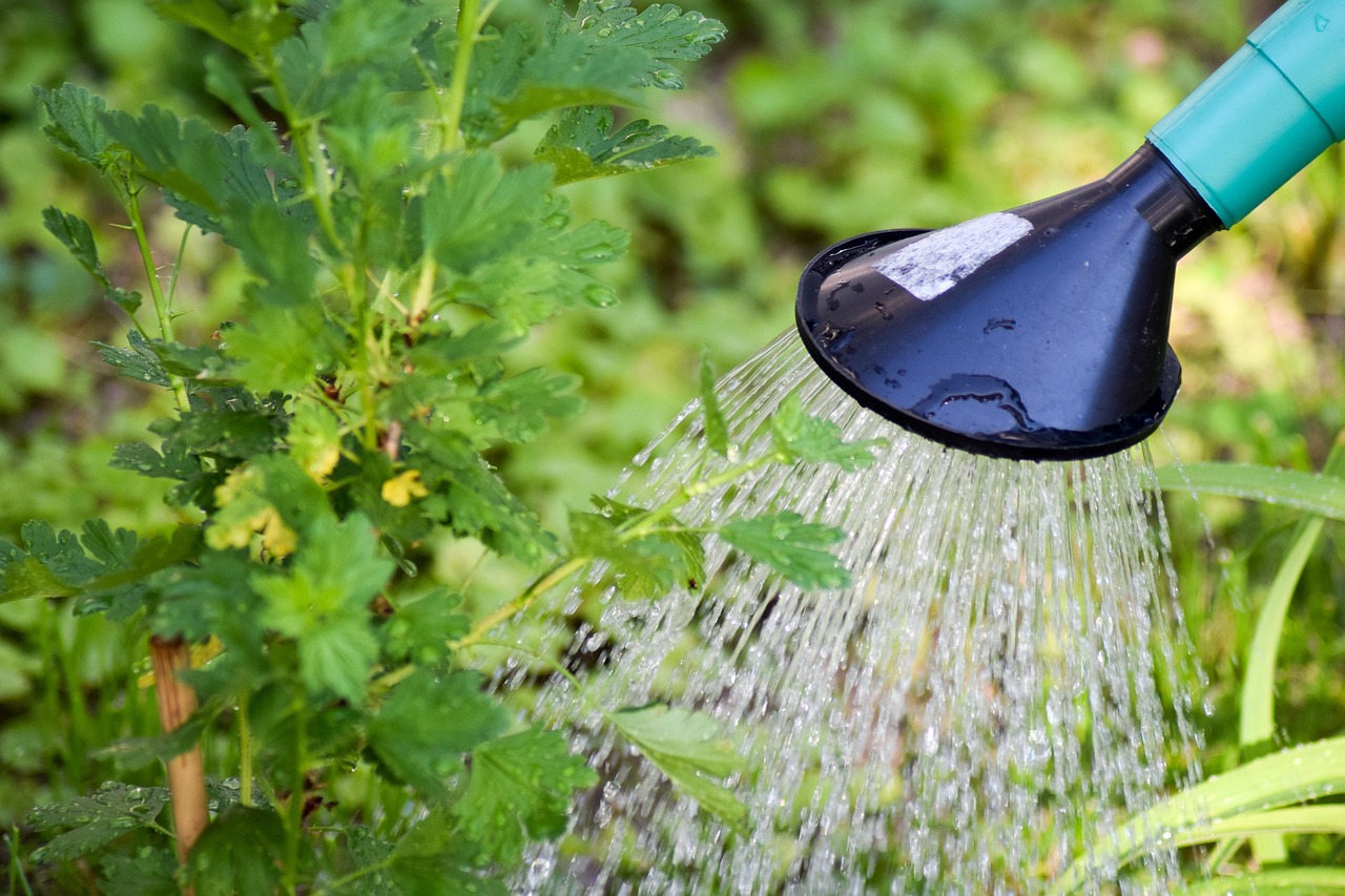 Una pianta verde con un bicchiere d'acqua del condizionatore accanto, simbolo di un esperimento di irrigazione.