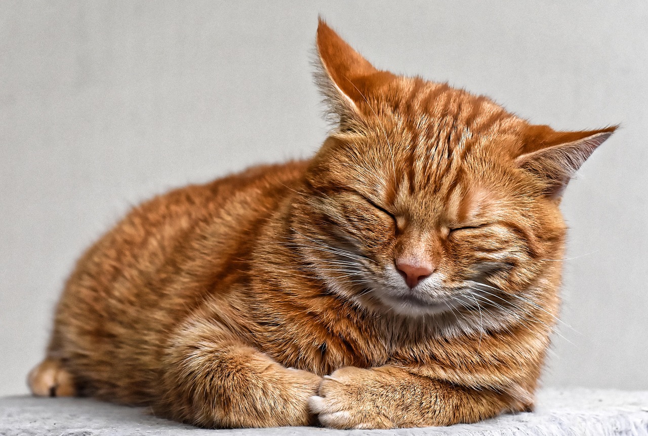 Gatto con gli occhi chiusi, rilassato, simbolo di benessere e tranquillità.