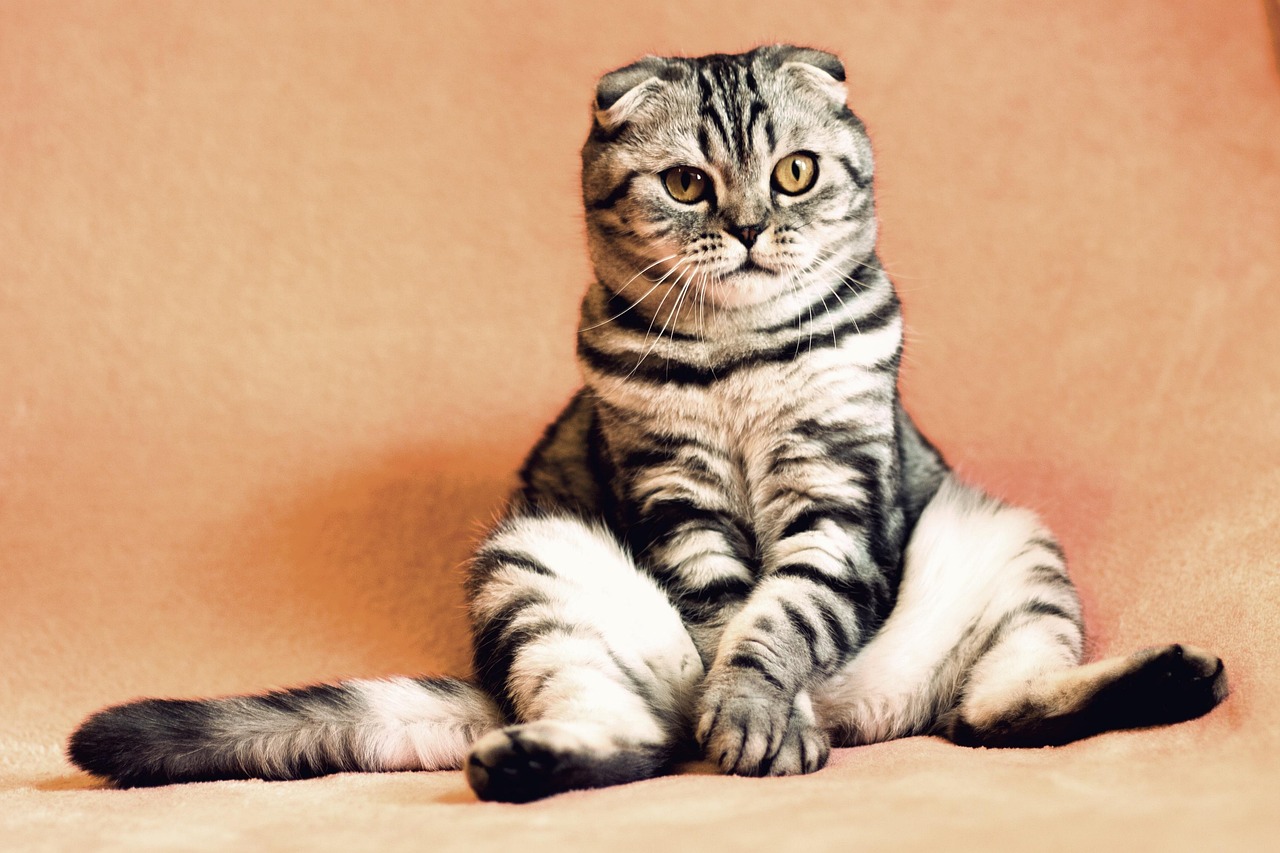 Gatto che mostra segni di calore, con atteggiamenti tipici e comportamento curioso.
