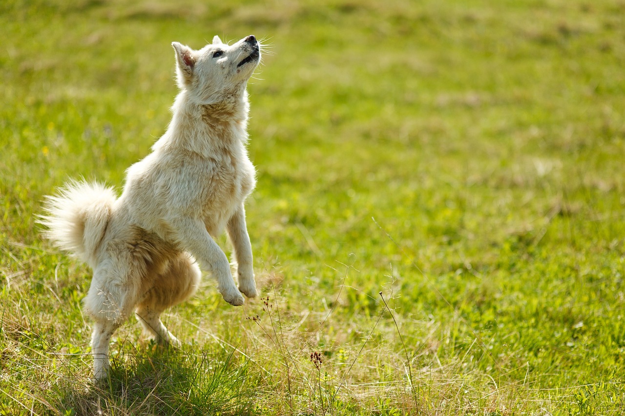 Cane che si gratta, rappresentazione delle possibili cause di prurito e disagio.