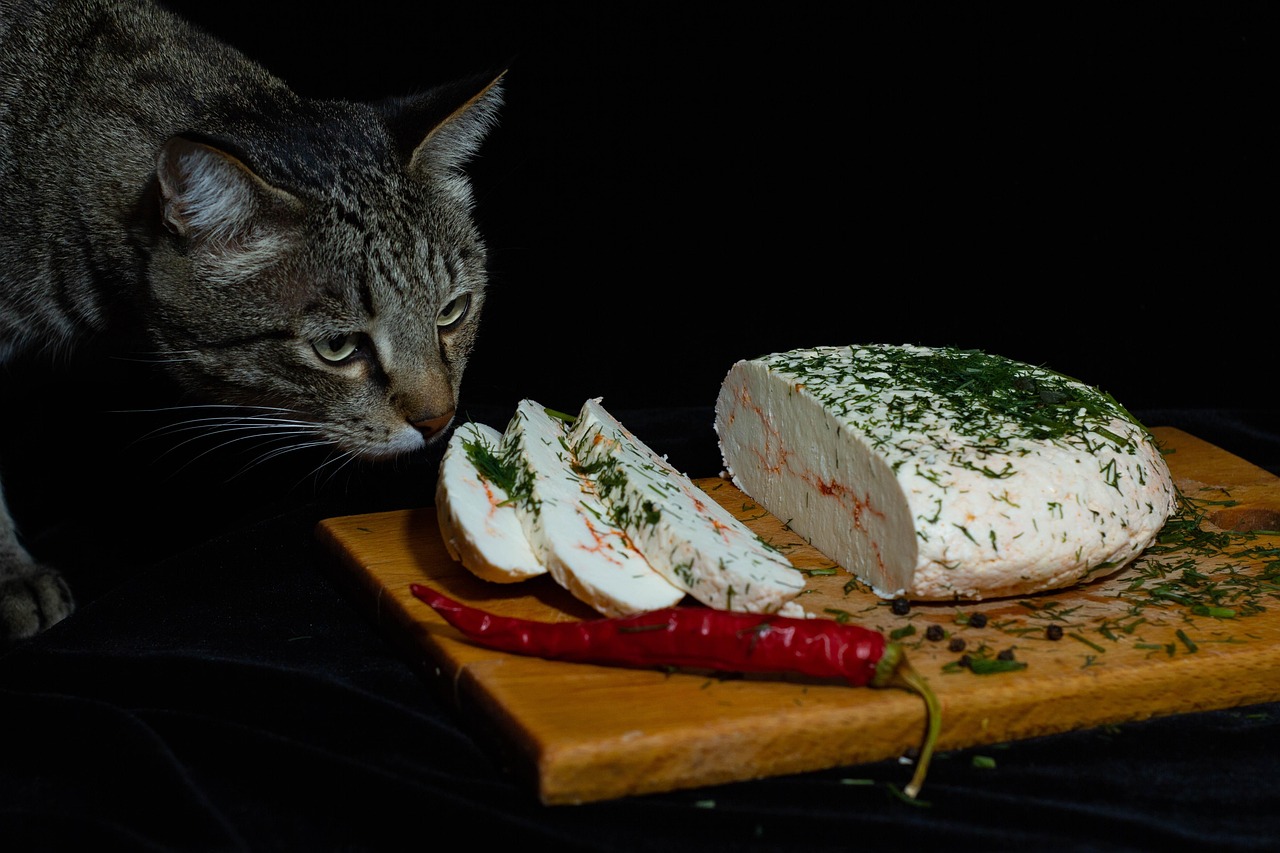 Gatto felice mentre gusta un piatto di cibo fatto in casa, preparato con ingredienti freschi.