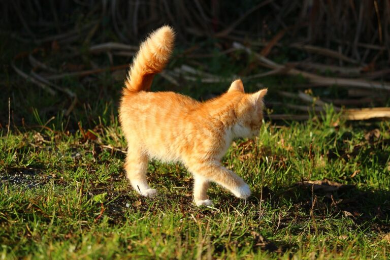 Il linguaggio della coda del gatto: ecco cosa significano le 5 posizioni