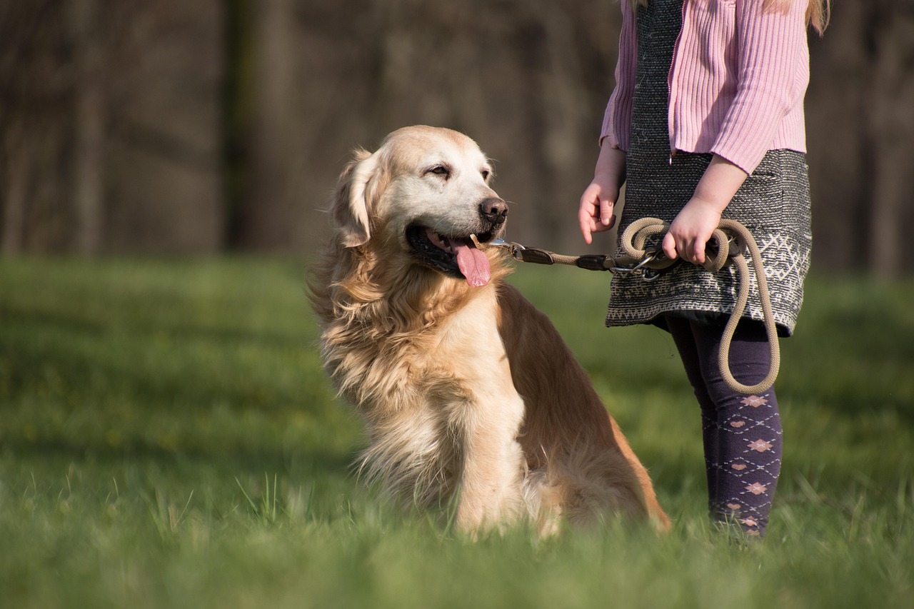 Cane al guinzaglio che cammina serenamente accanto al padrone, mostrando un comportamento tranquillo.