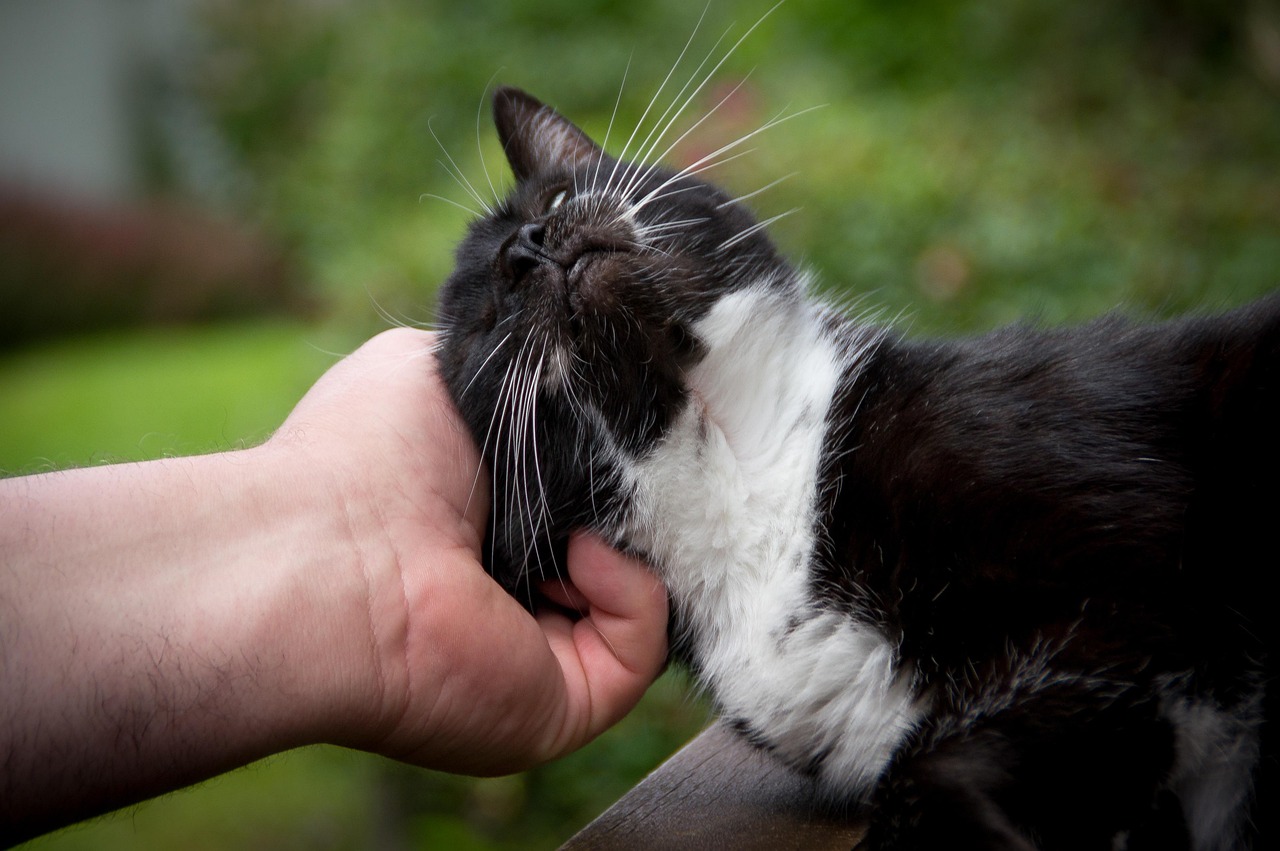 Gatto che fa le fusa, trasmettendo calma e affetto, simbolo di benessere e comunicazione felina.