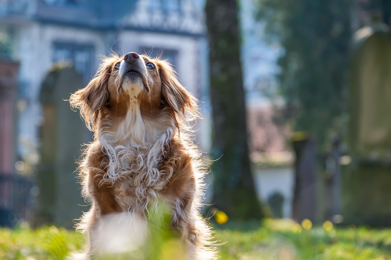 Cinque razze di cani famose per la loro natura silenziosa, in un collage di immagini.