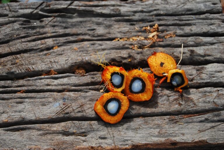 Olio di palma: ecco perché dovresti evitarlo e come riconoscerlo in etichetta