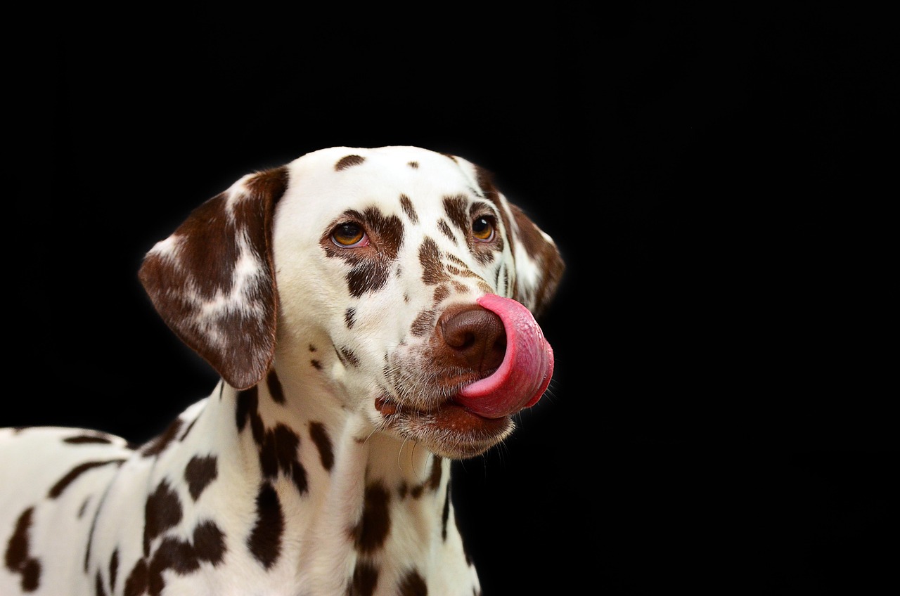 Cibo per cani di scarsa qualità in una ciotola, evidenziando le peggiori marche da evitare.