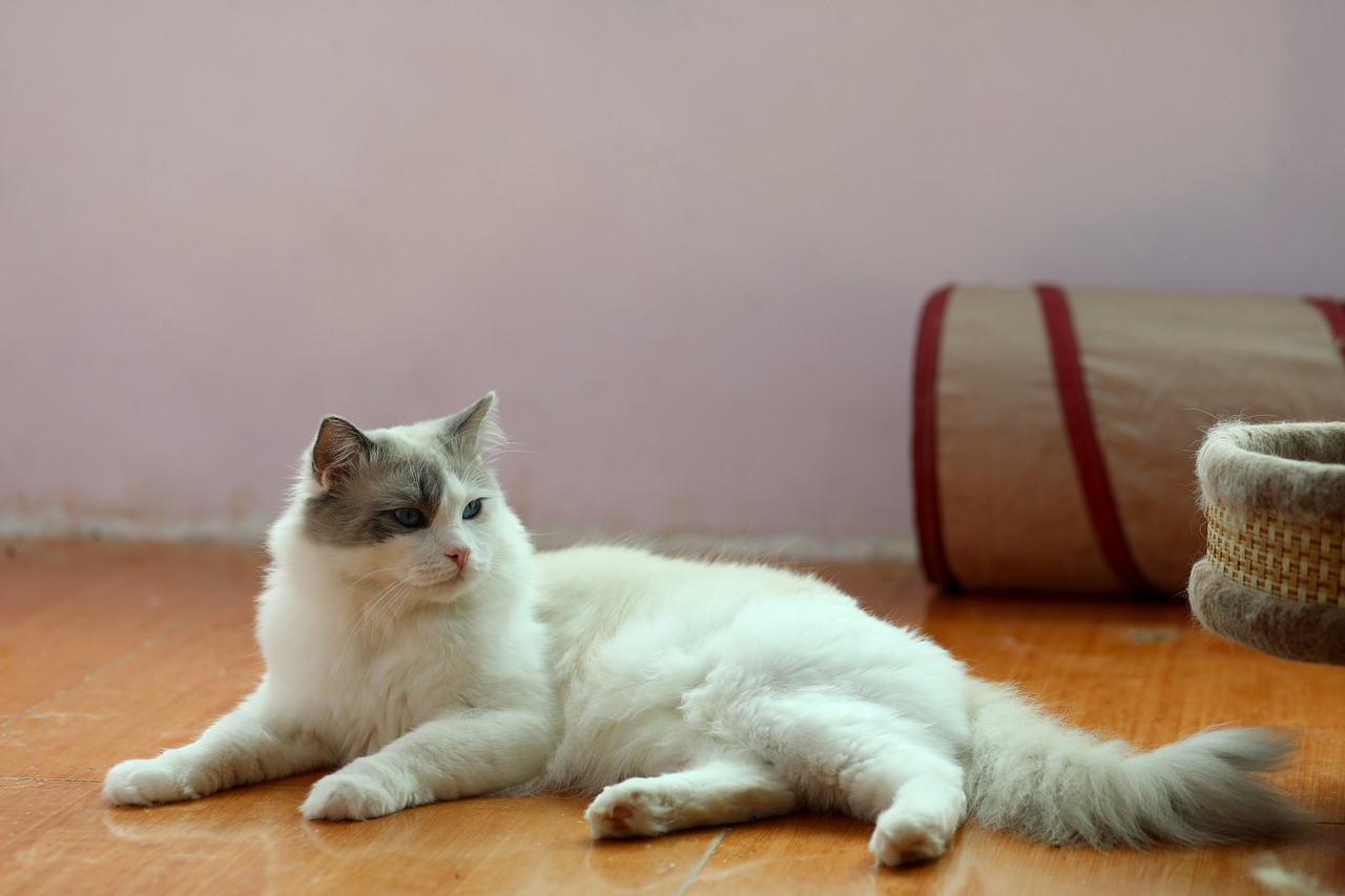 Gatto seduto davanti a una porta, osservando attentamente l'uscita.