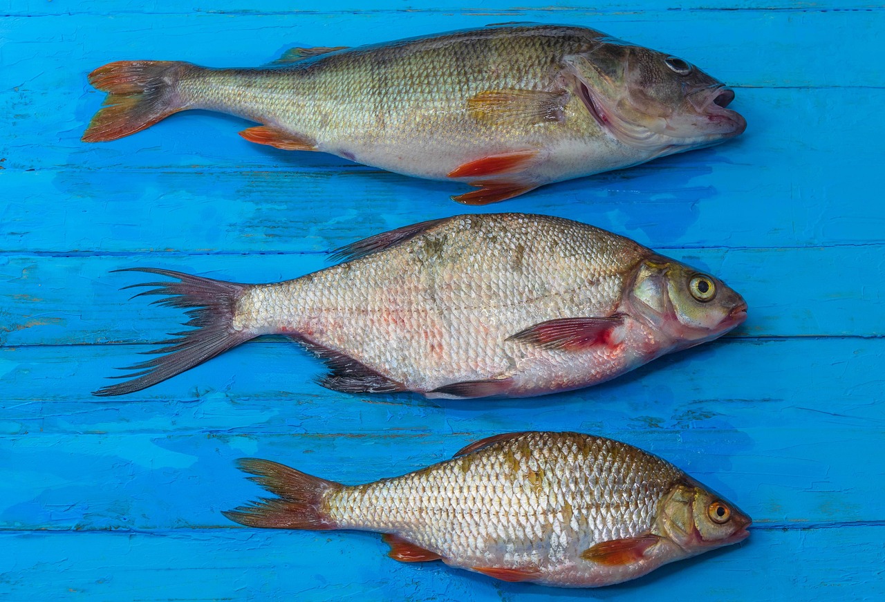 Pesce ricco di omega-3 su un piatto, evidenziato per i suoi benefici sul cervello.