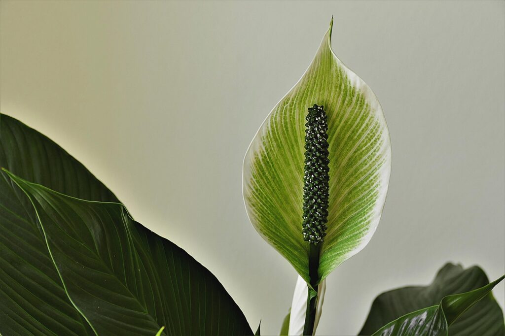 Spatifillo: ecco perché non fiorisce e il trucco per stimolare i fiori