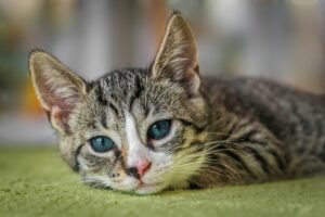 Vaccinazioni del gatto: ecco il calendario completo e quali sono obbligatorie