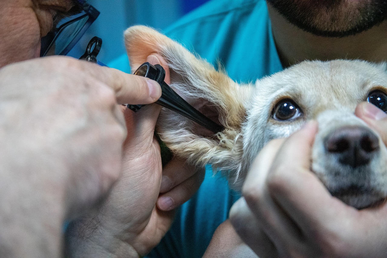 Cane durante una visita veterinaria, con il veterinario che esegue controlli di routine.