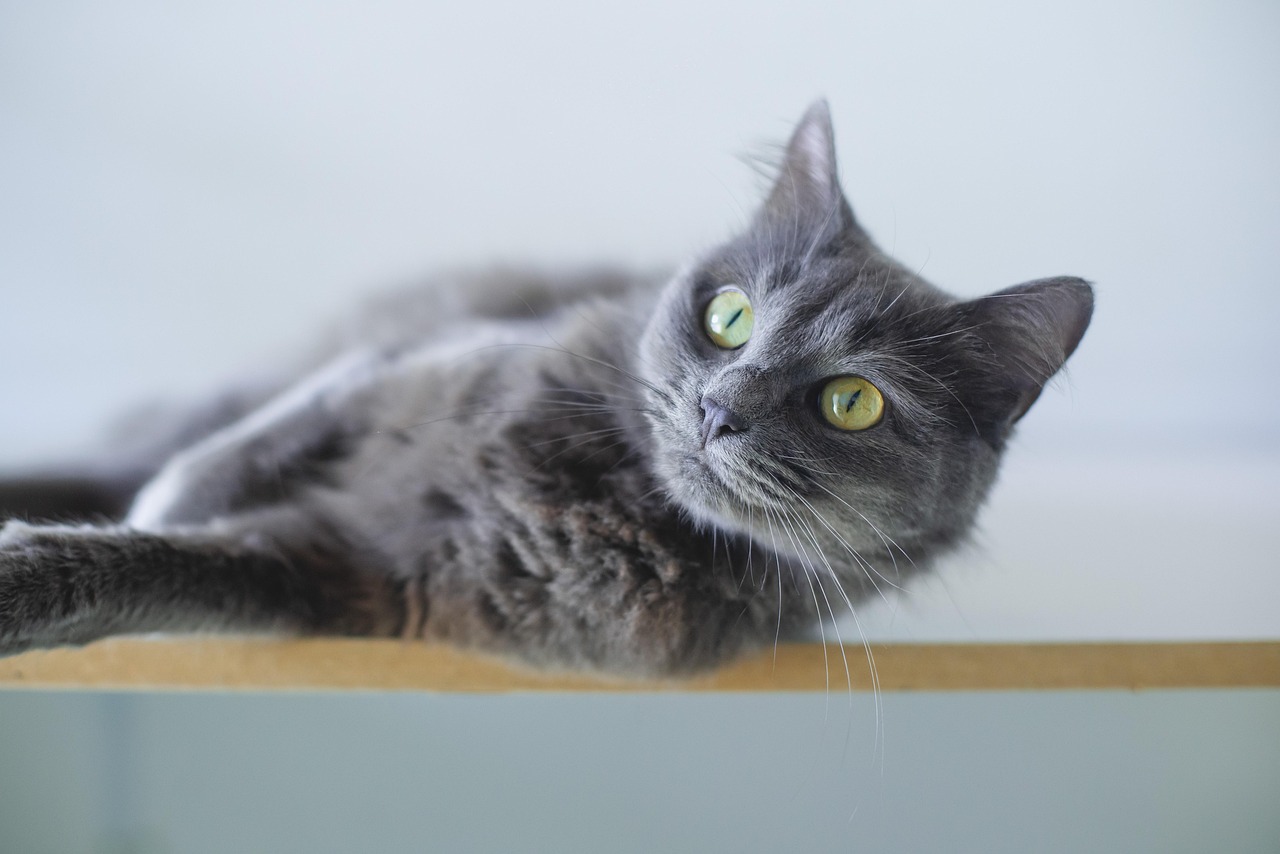 Gatto in visita veterinaria, mentre il veterinario esegue un controllo di routine.