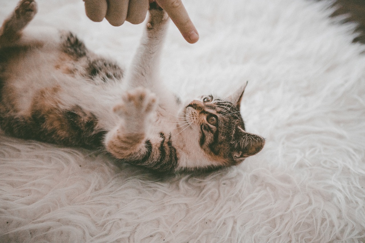 Gatto accanto a una lettiera pulita, evidenziando l'importanza della manutenzione corretta.
