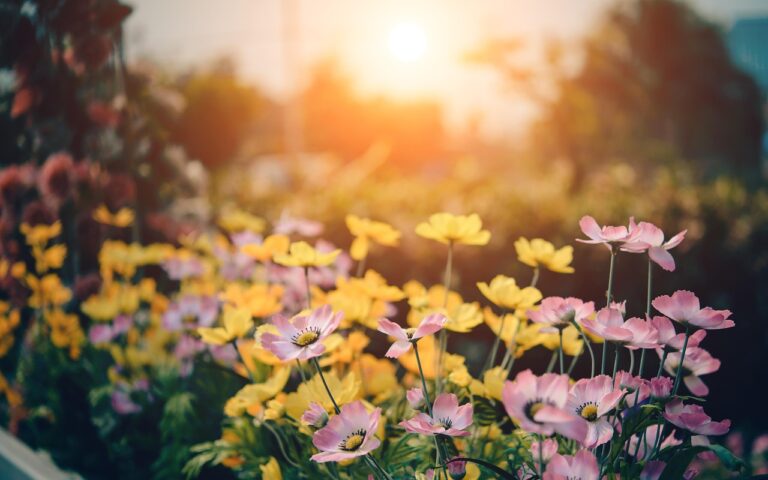 Piante che resistono al sole pieno: 10 specie che fioriscono anche in luglio rovente