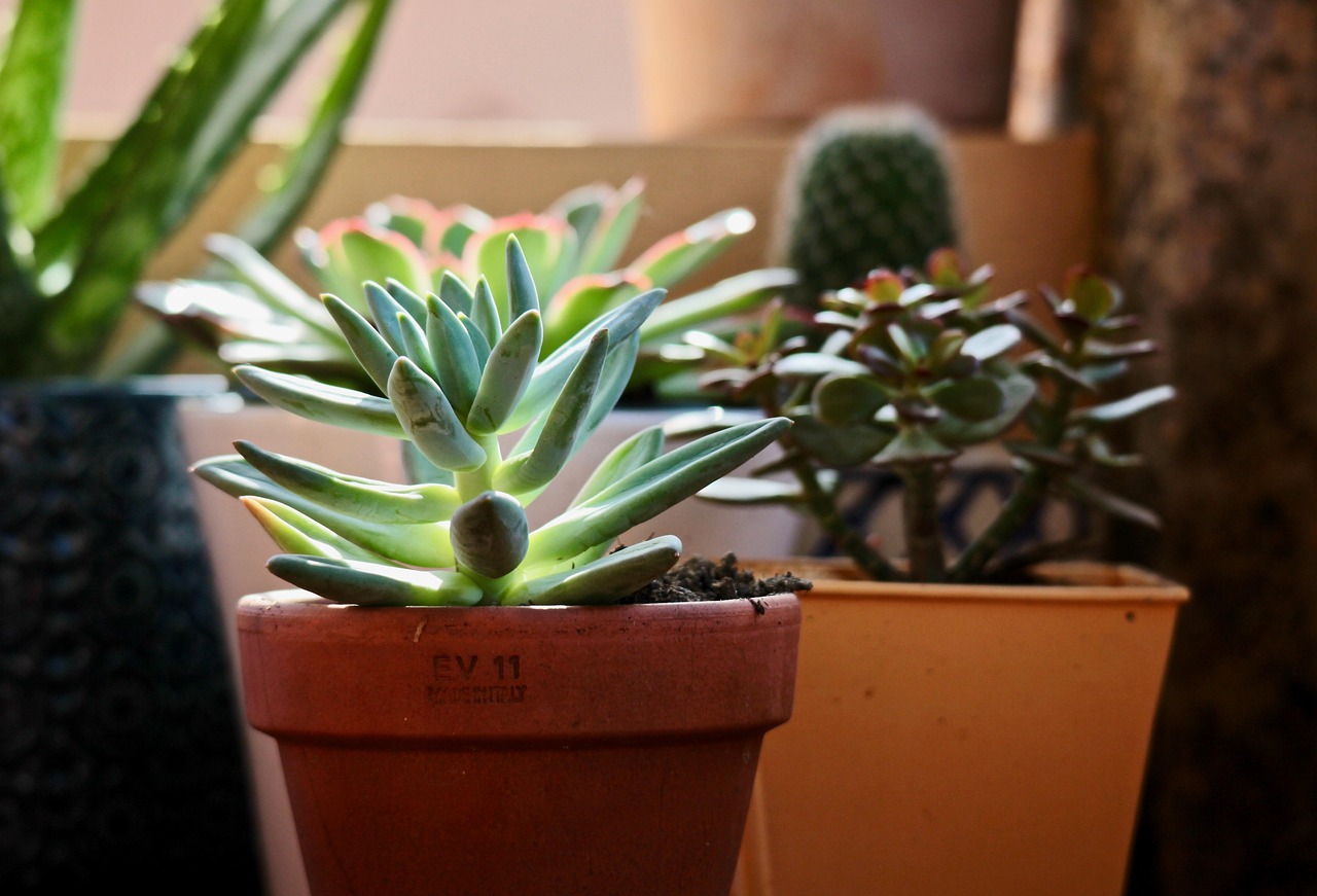 Succulente resistenti al sole, ideali per un balcone estivo senza irrigazione.